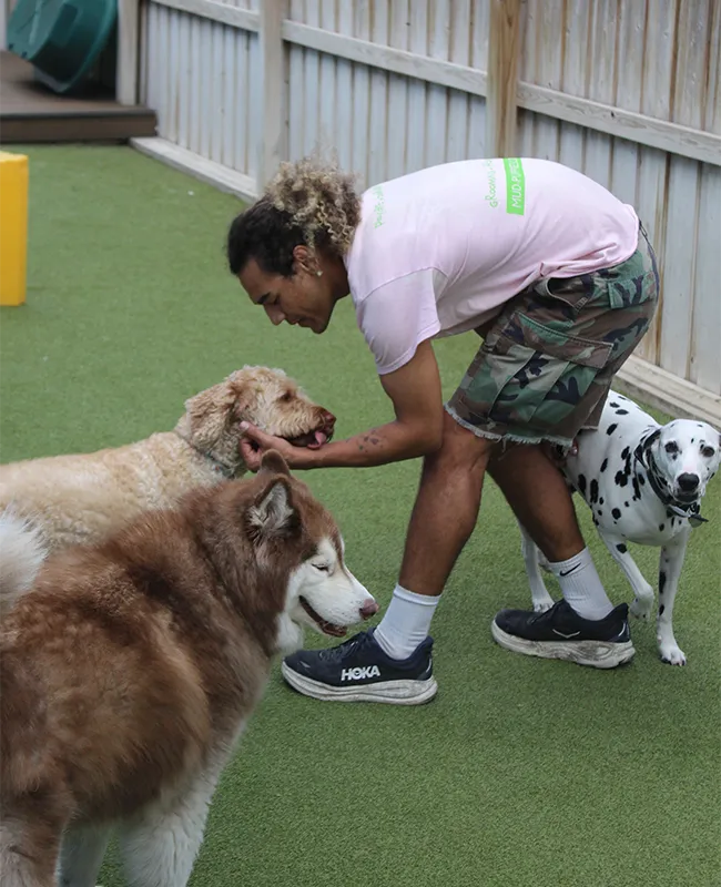 A Mud Puppies Employee plays with dogs outside
