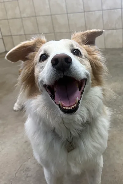A dog barking happily