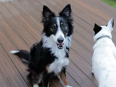 Border Collie at Mud Puppies looking up excitedly