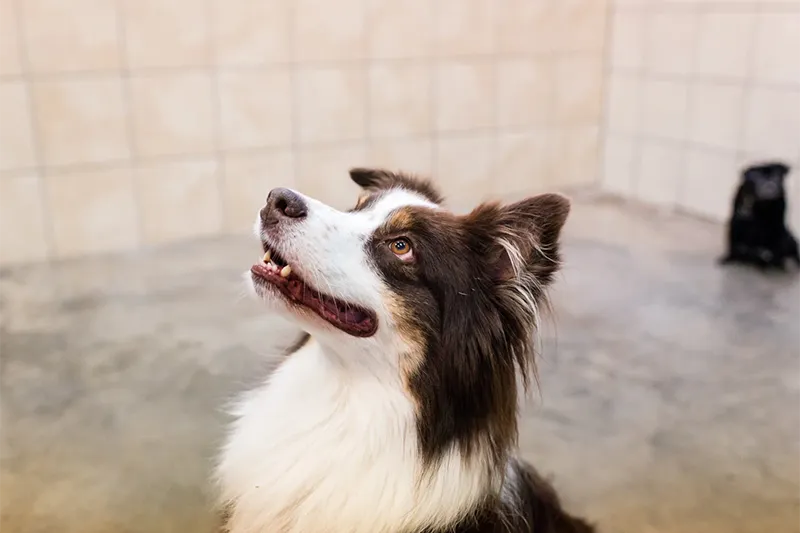 A Border Collie looks up eagerly while awaiting instruction