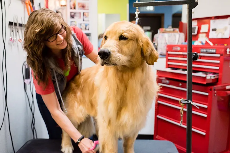A Mud Puppies Employee gets ready to groom a Golden Retriever