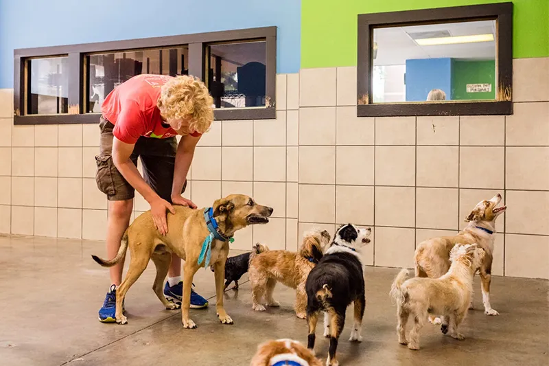 A Mud Puppies employee checks on a dog while other dogs play around them
