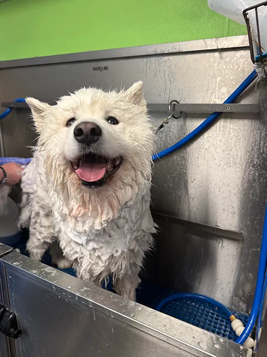 A Samoyed enjoying a self wash bath at Mud Puppies