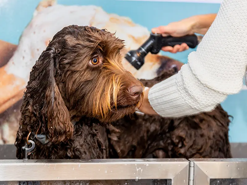 A brown Labradoodle being bathed