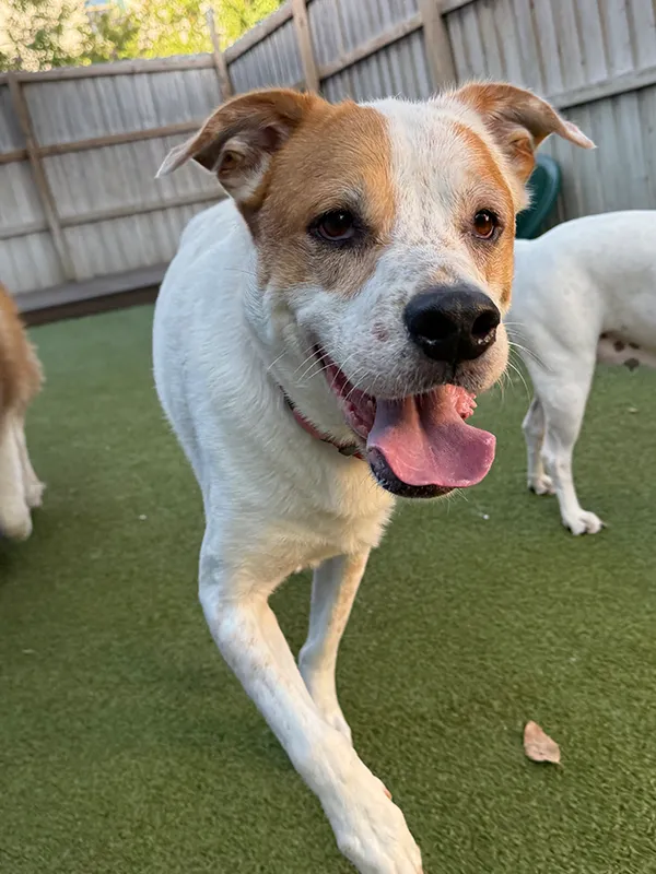 A brown and white dog walking forward looking content