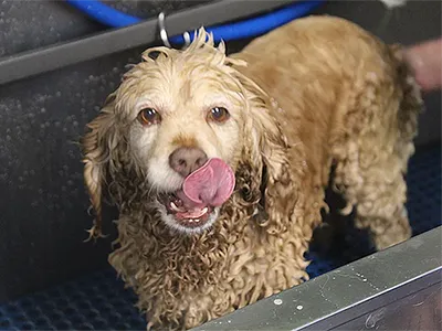A dog standing in a dog washing bath and licking its mouth.