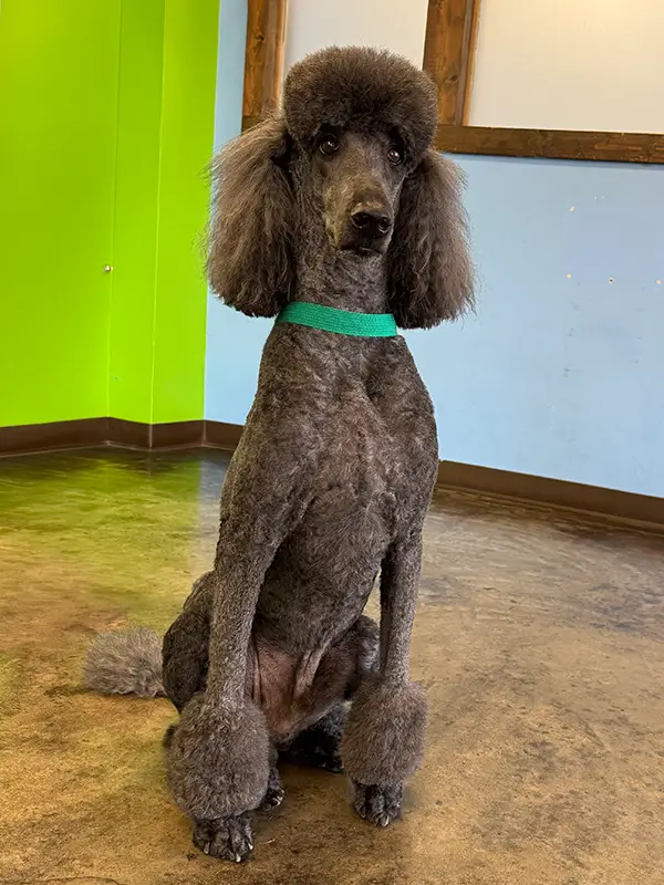 A freshly groomed poodle