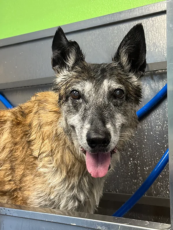 A happy dog getting bathed at Mud Puppies Self Wash Station