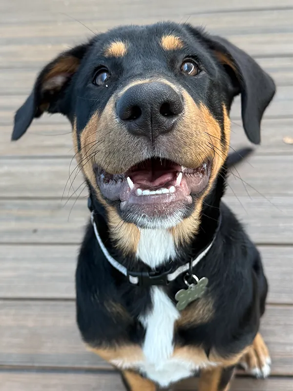 A happy rottweiler looking up