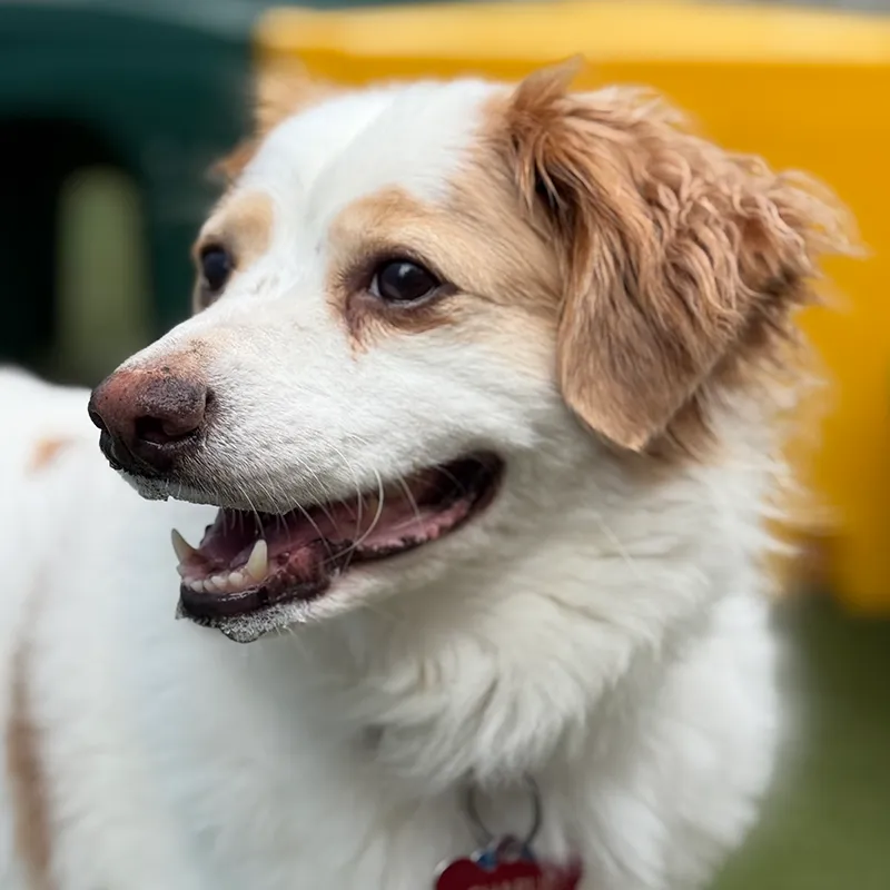 A happy terrier at Mud Puppies
