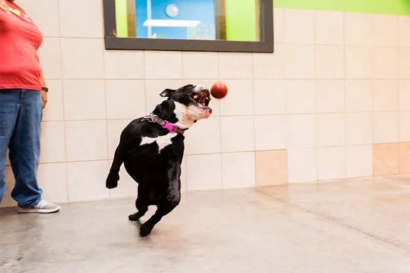 A playing dog leaps to catch a rubber ball