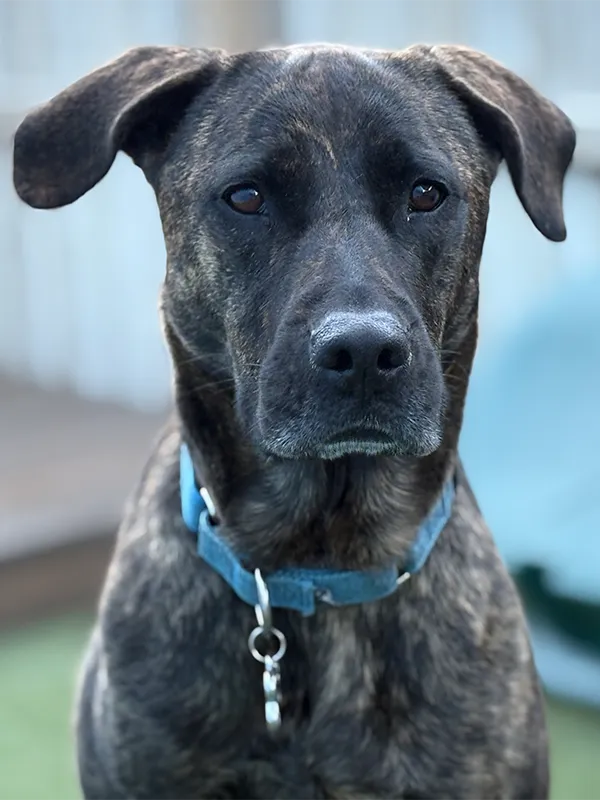 A serious and attentive black dog