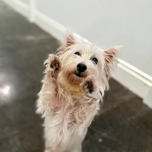 A small dog rearing up on its hind legs ready to play