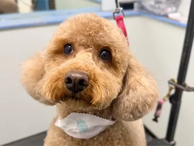 A small well behaved dog sitting after being professionally groomed.