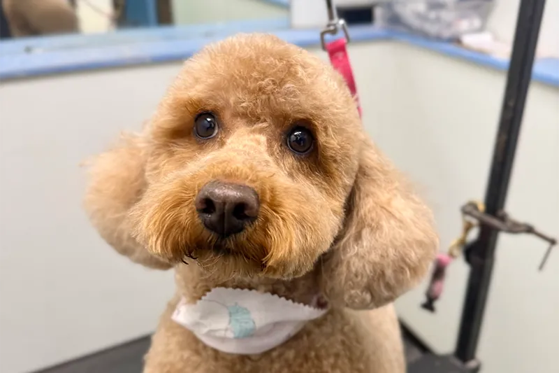 A small well behaved dog sitting after being professionally groomed