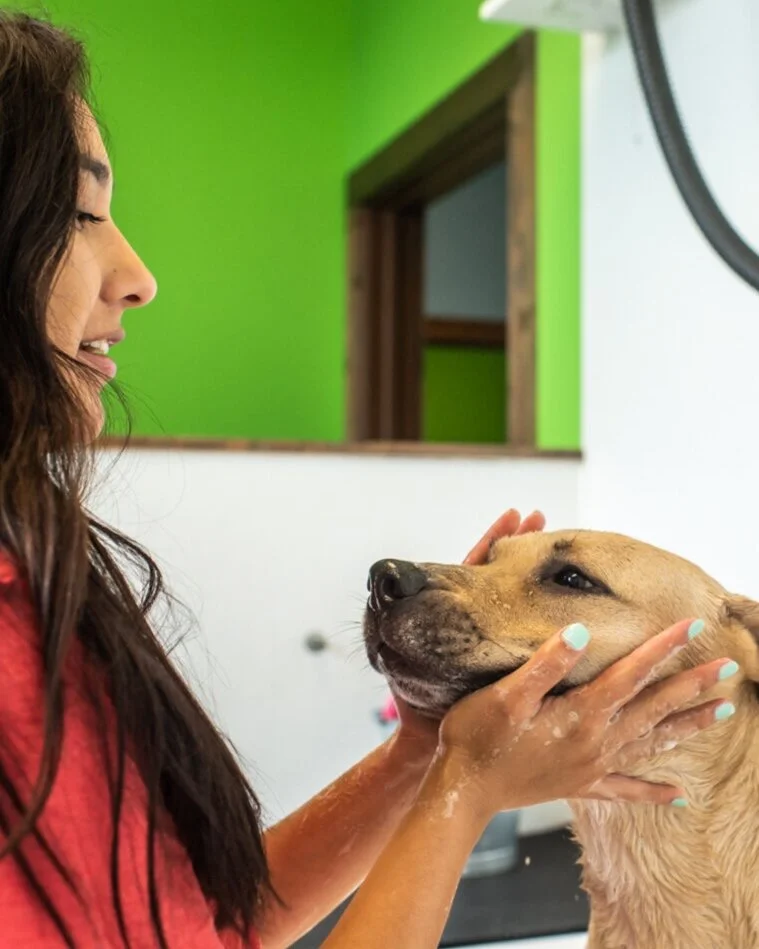 A woman carefully rubs soap into a dog's face.