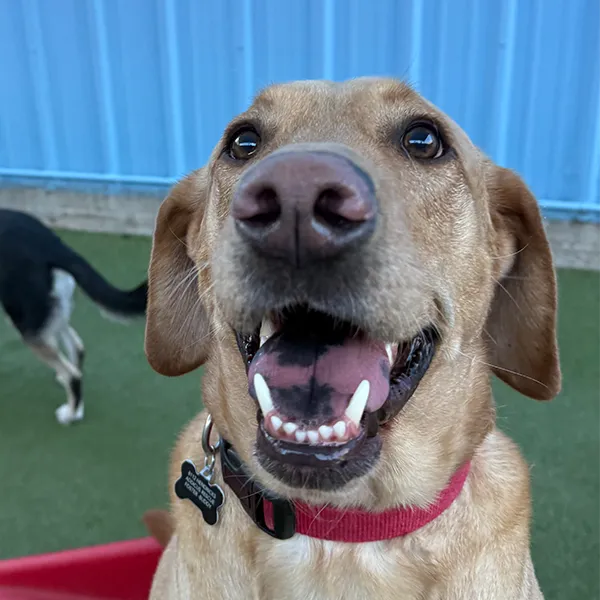 An excited and happy dog