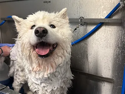 Dog being bathed at Mud Puppies Self Wash