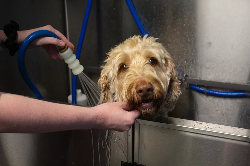 Dog being bathed at Mud Puppies