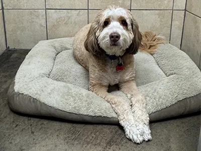 Dog resting calmly in Mud Puppies Kennel bed