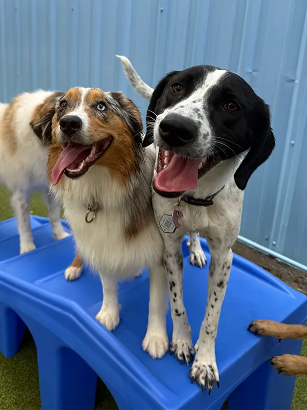 Dogs climbing and playing on toy stairs outside