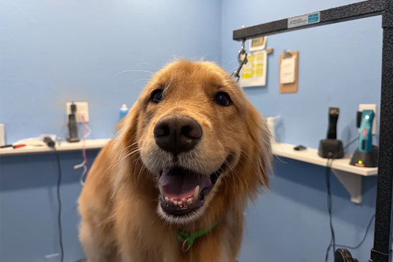Golden retriever looking happy at grooming station