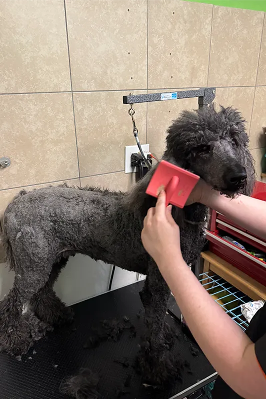 Poodle being brushed and groomed