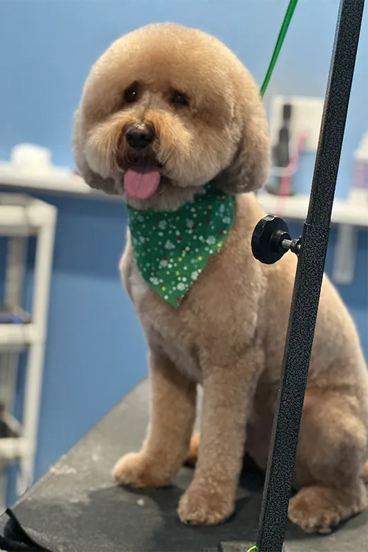 Small dog sitting calmly after a groom