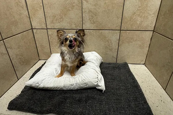 Small dog sitting on cushion in boarding sleeping area