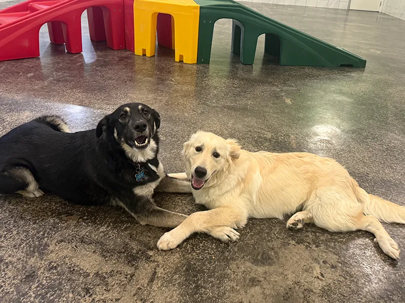 Two dogs lying down together happily with their paws overlapping