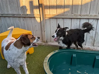 Two dogs playing outside by doggie pool.