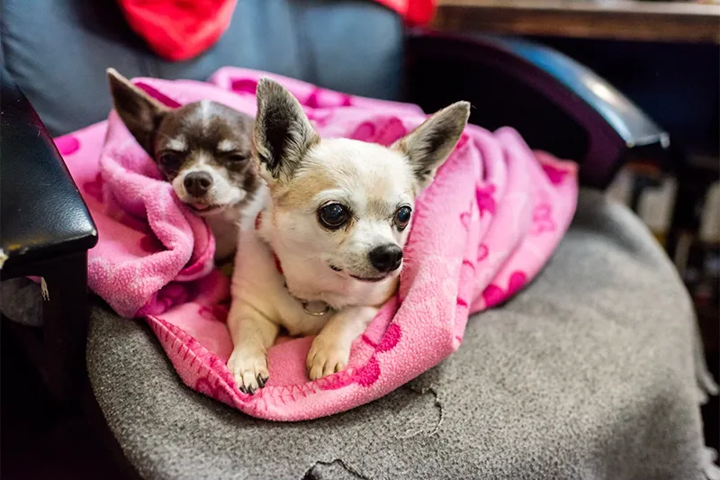 Two small chihuahuas sit cozily in an office chair