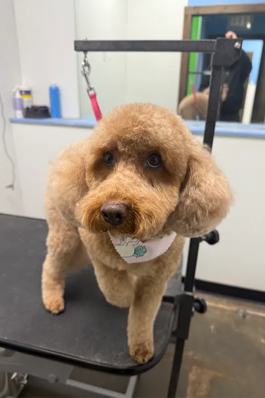 small dog standing on grooming station