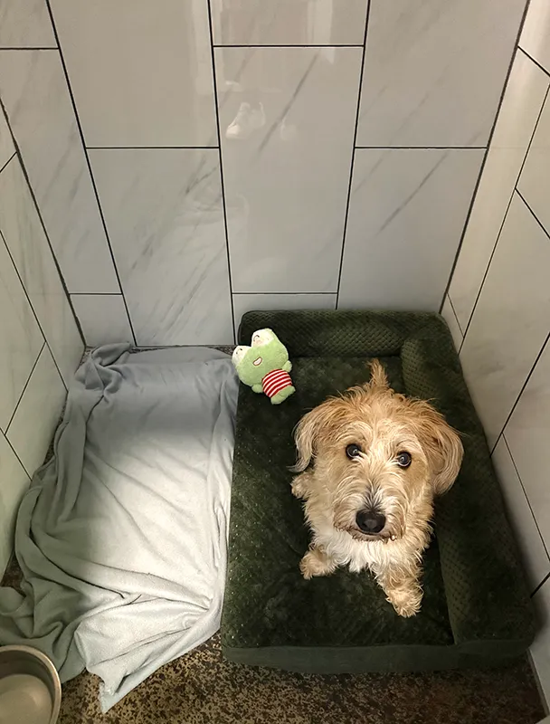 A dog looking up at the camera while resting in a bed in a Mud Puppies Bunk
