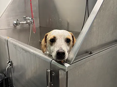A dog peeking its head out of a dog wash station at Mud Puppies
