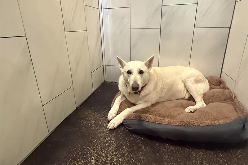 A dog resting in a private bunk