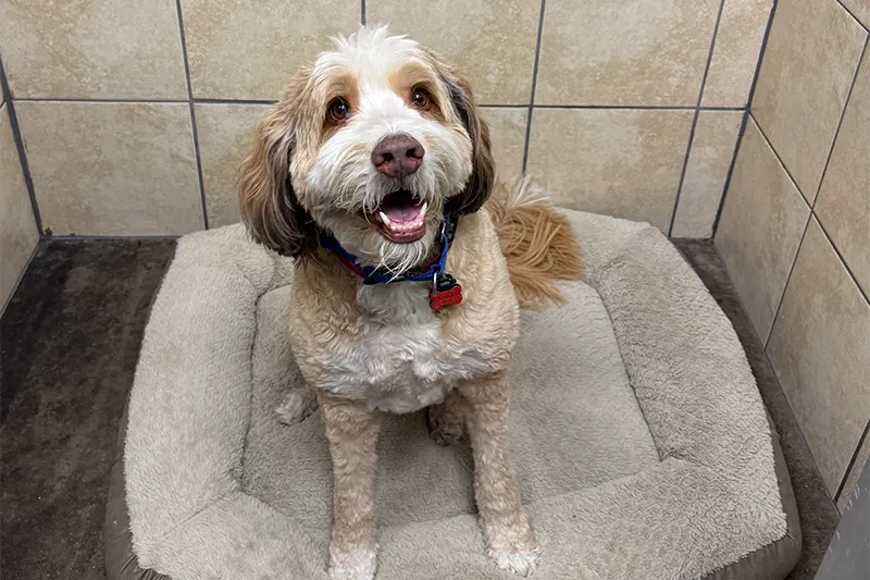 A dog sitting on a dog bed and looking happy