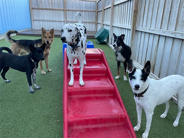 A group of dogs looking at the camera