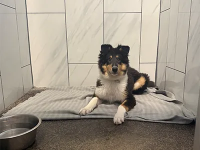 A long haired dog resting in a bunk at Mud Puppies