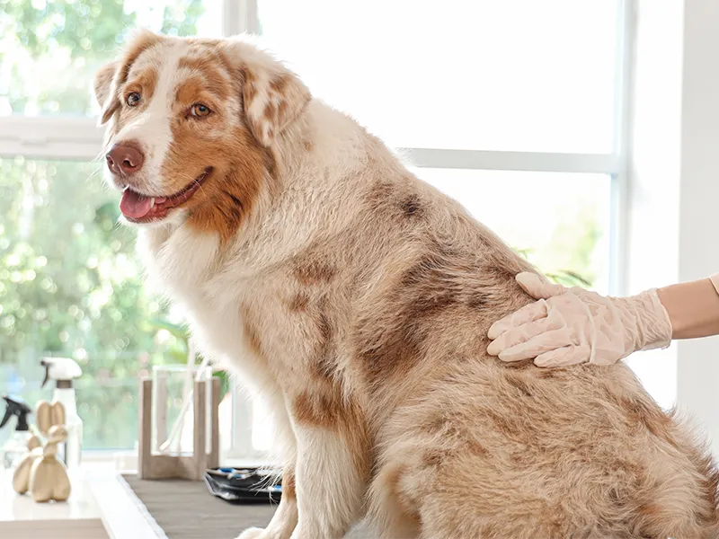 An Australian Shepherd enjoying being groomed