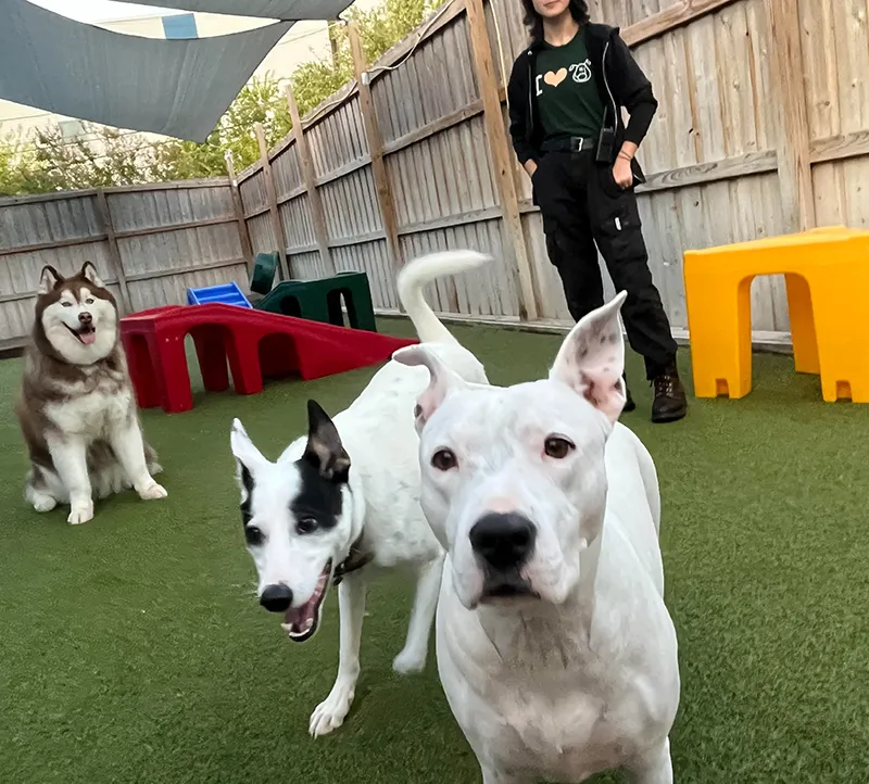 Dogs playing outside at Mud Puppies
