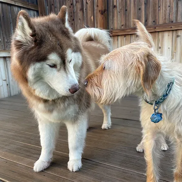 Two dogs sniffing each other